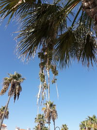 Low angle view of coconut palm tree against blue sky