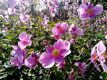 Close-up of fresh pink flowers in field