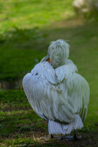 Close-up of a bird