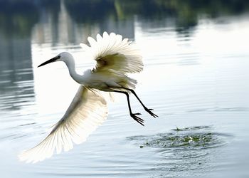 Close-up of pelican on lake