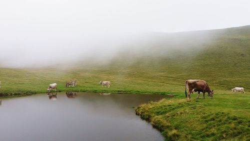 Cows grazing on field against sky during foggy weather