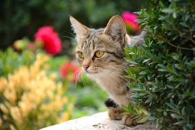 Close-up of tabby cat