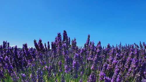 Purple flowering plants on field against clear blue sky