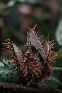 Close-up of wilted plant