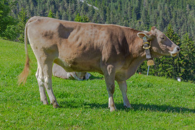 A cow basking in the sun on the alpine meadow in the alps, germany, europe.