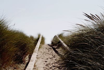 Trail on beach against clear sky