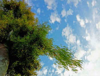 Low angle view of tree against sky