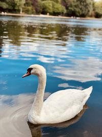 Swan swimming in lake art 