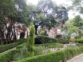 View of trees in park