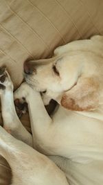 High angle view of dog sleeping at home