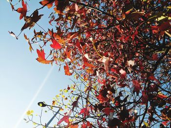 Low angle view of maple tree against sky