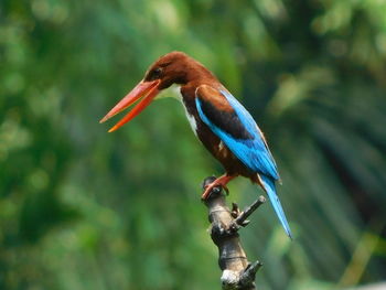 Close-up of bird perching on a plant.. kingfisher