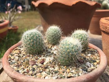 Close-up of cactus plant on field