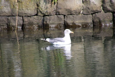 Close-up of swan in lake