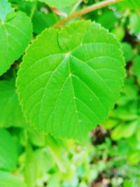 Close-up of green leaves