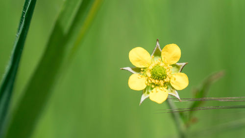 Close-up of insect on yellow flower