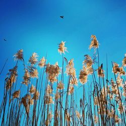 Low angle view of blue sky on field