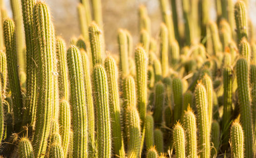 Cactus field with tall green cacti with large spikes with sunset light