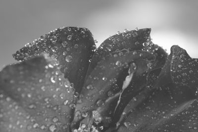 Close-up of wet flower