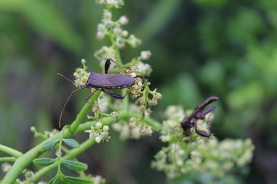 Close-up of butterfly pollinating on purple flower