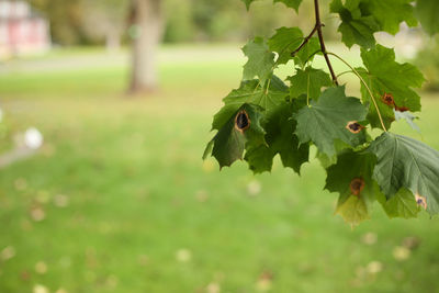 Close-up of green leaves on plant