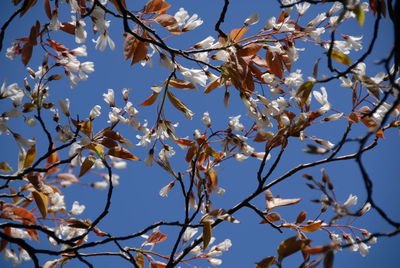 Low angle view of flowering tree against blue sky