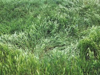 Grass growing on field