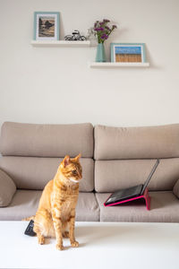 Cat sitting on sofa at home