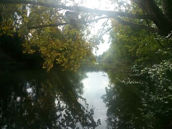 Reflection of trees in lake