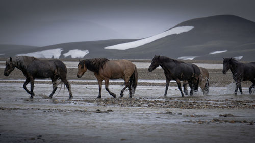 Horses in the sea