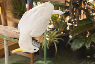 Close-up of parrot perching on a tree