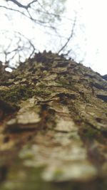 Close-up of moss on tree trunk