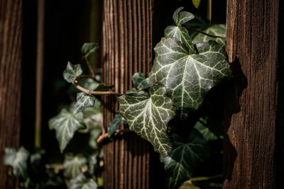 Close-up of fresh green plant