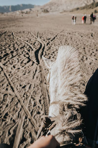 Close-up of person riding horse at beach