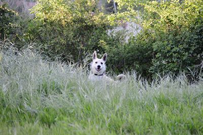 Portrait of dog on field