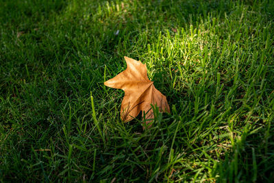 High angle view of dry leaf on field