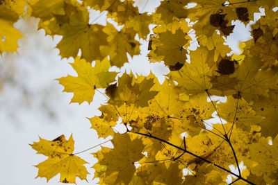 Close-up of yellow maple tree against sky