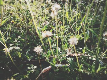 White flowers blooming in spring