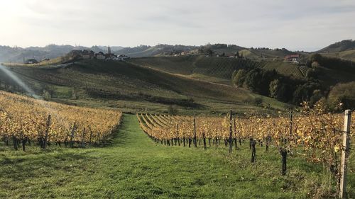 View of vineyard against sky / wine making in austria südsteiermark 