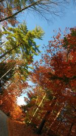 Trees in a forest