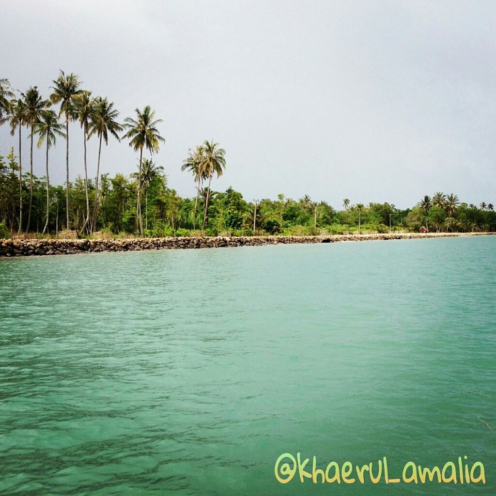 water, tree, tranquil scene, tranquility, palm tree, scenics, waterfront, beauty in nature, clear sky, nature, sea, rippled, lake, growth, sky, copy space, idyllic, calm, day, outdoors