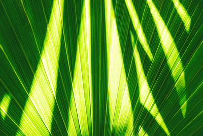 Close-up of palm tree leaves