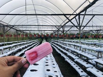 Cropped image of person holding ice cream in greenhouse