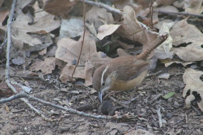 Close-up of bird