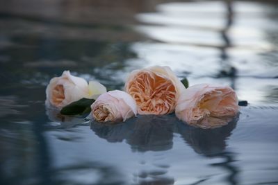 Close-up of rose floating on water