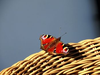 Close-up of butterfly perching on leaf against clear sky