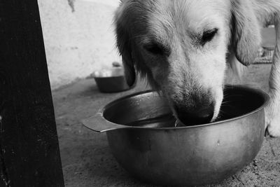 Close-up of dog looking at camera