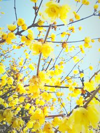 Low angle view of yellow flowers