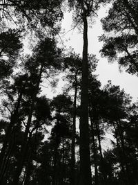 Low angle view of bamboo trees in forest