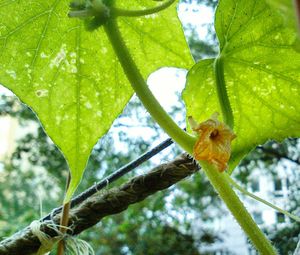 Close-up of green leaf on tree